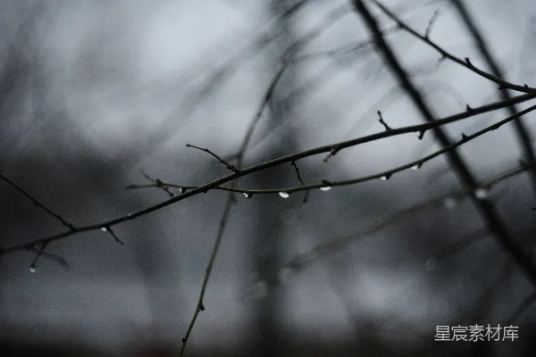 高清摄影 冬天裸树干上的雨滴
