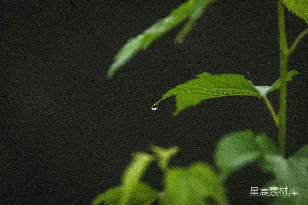 高清摄影 一滴水珠从一片绿叶上落下。