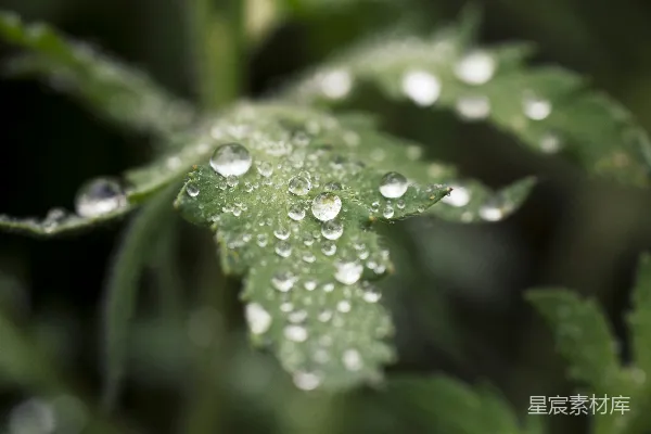 高清摄影 绿色植物上的水滴