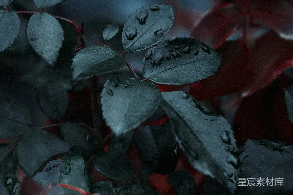 高清摄影 红绿叶植物