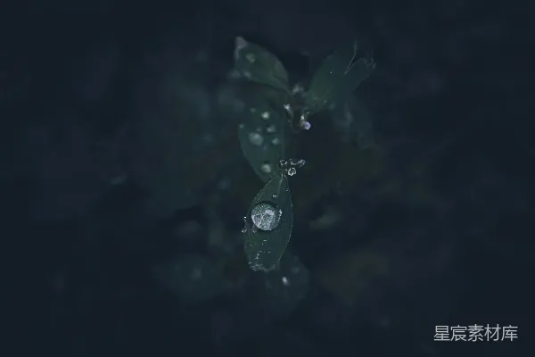 高清摄影 一片带着水珠的绿叶