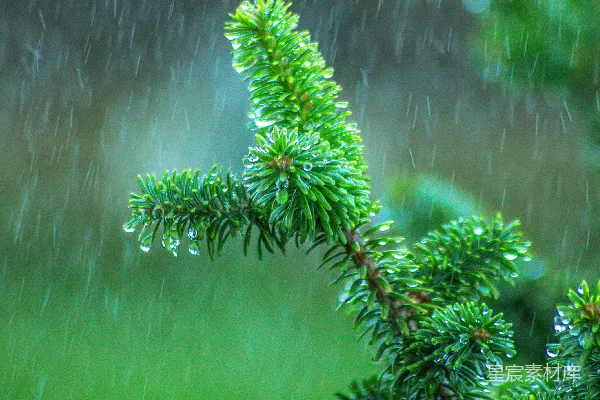 高清摄影 一棵树干的特写镜头，上面有雨drop