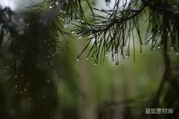 高清摄影 沾满雨滴的松针，背景是一片模糊的森林。