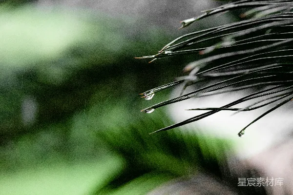 高清摄影 白天生长的黑白植物