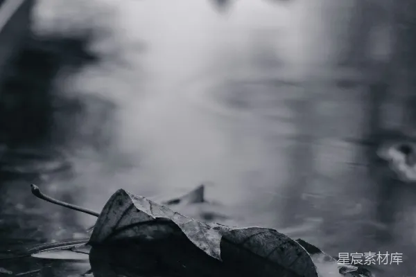 高清摄影 干叶在水上的灰度照片
