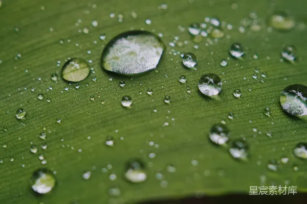 高清摄影 许多水珠在一片翠绿的叶片上闪烁。