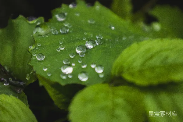 高清摄影 绿叶上闪烁的水珠