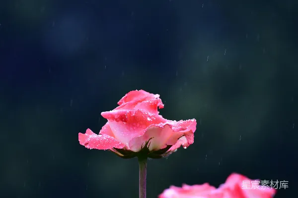 高清摄影 雨滴紧贴着鲜艳的粉红色玫瑰，在暗背景上摇曳。