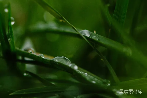 高清摄影 绿草上的水滴