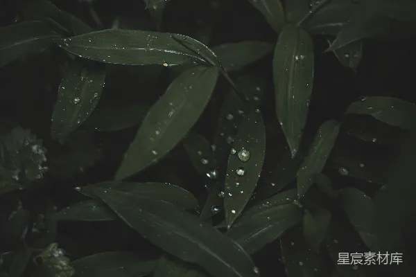 高清摄影 绿叶上闪烁着晶莹的水珠。