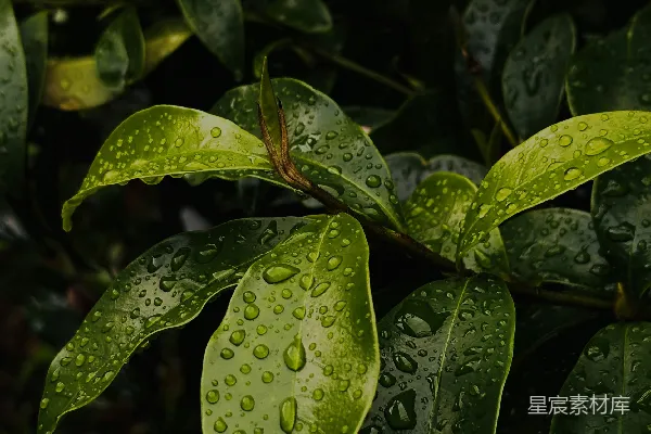 高清摄影 翠绿的叶子上闪烁着晶莹的雨滴。
