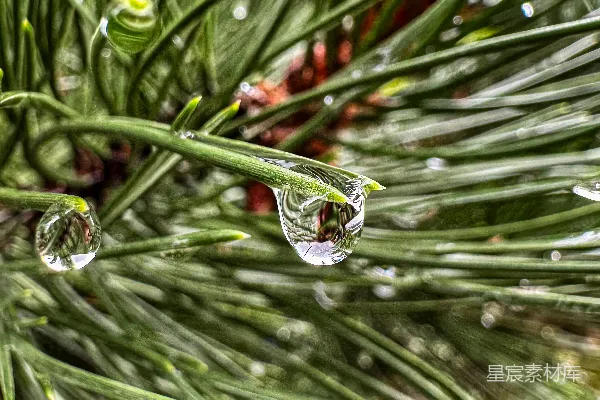 高清摄影 雨后松针上的水滴