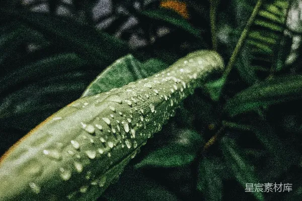 高清摄影 水中的一条绿鱼