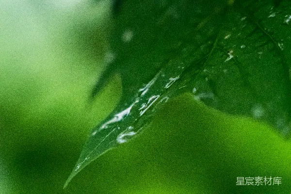 高清摄影 绿叶上挂着几滴水珠
