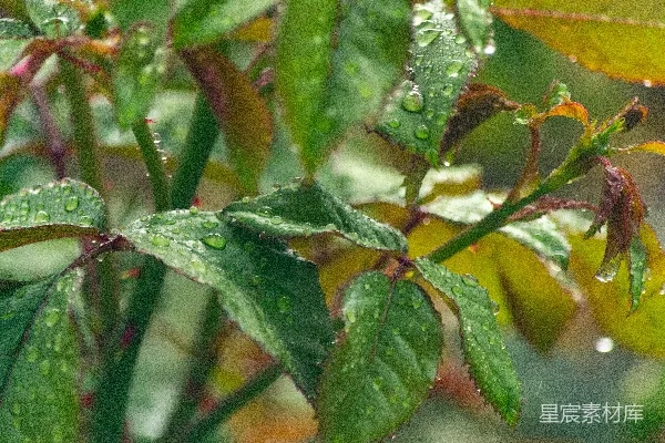 高清摄影 鲜绿的叶子上覆盖着晶莹的雨滴。