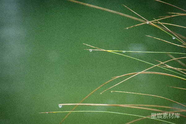 高清摄影 草叶上的露珠在绿色背景的映衬下显得更加清澈。