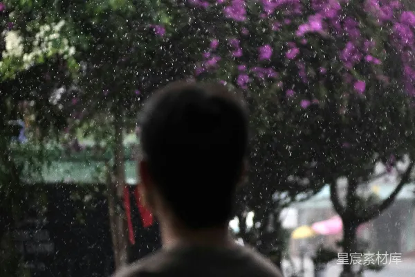 高清摄影 雨中凝视绽放的树木之人