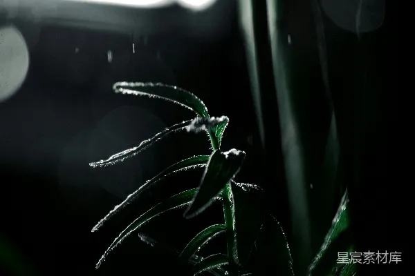 高清摄影 夜间雨珠落在绿叶上