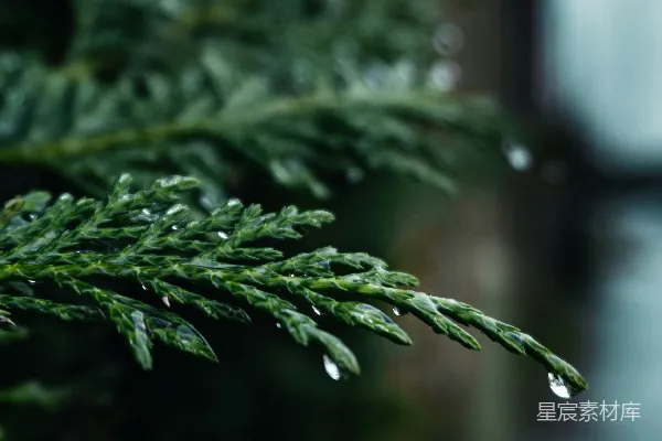 高清摄影 绿色叶片的近距离摄影
