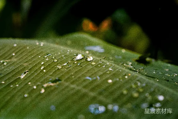 高清摄影 绿色叶片上的水滴