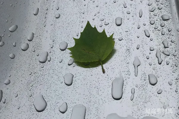 高清摄影 一片绿叶躺在水洼上