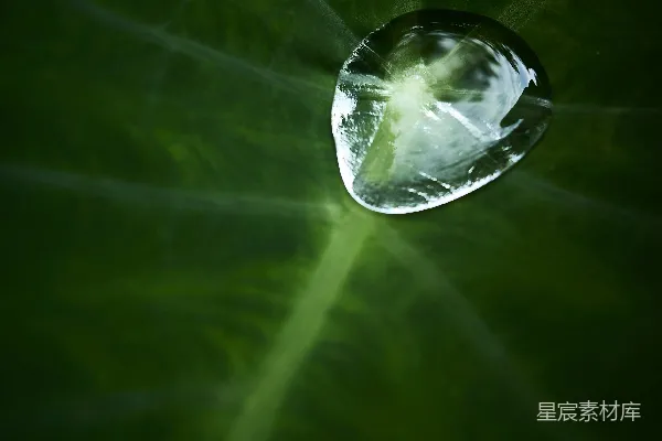 高清摄影 一片水滴落在翠绿的叶片上。