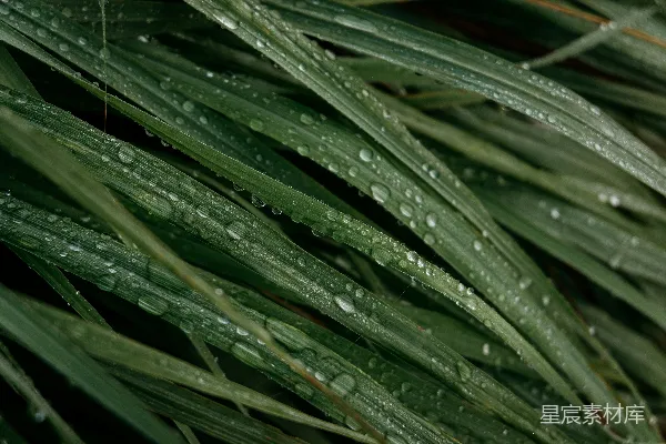 高清摄影 植物的特写镜头中可以看到上面有水珠。
