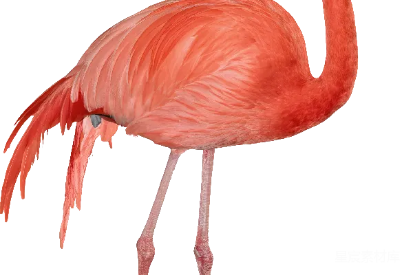 元素素材 flaming鸥