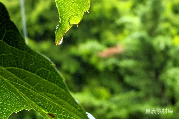 高清摄影 雨后绿叶上的水珠