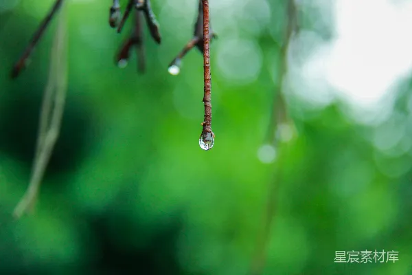高清摄影 树梢上悬着一滴水珠