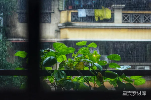 高清摄影 阳台上的绿色植物在雨中