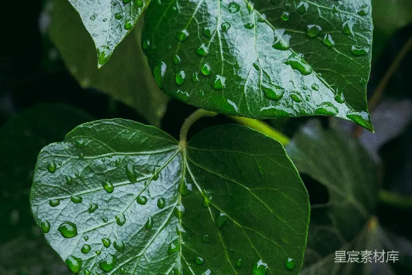 高清摄影 雨后绿苔上的水珠