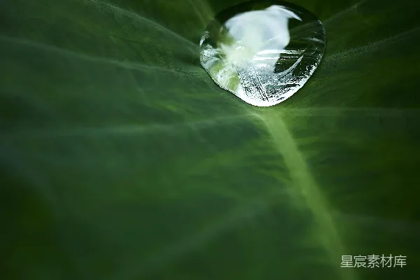 高清摄影 一片清澈的水珠 rests 在 绿叶 上。