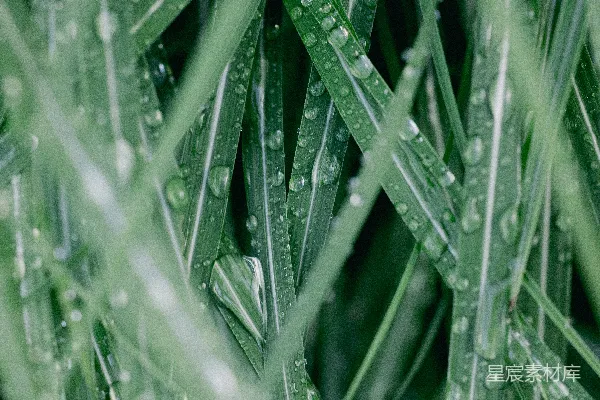 高清摄影 湿绿草叶的特写镜头，上面覆盖着露珠。