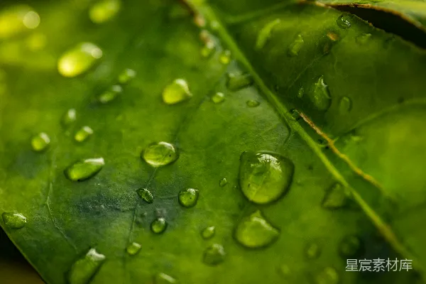 高清摄影 一片叶子上缀着水珠的绿色 Leaves of green are adorned with droplets of water.