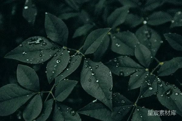 高清摄影 一株植物的特写镜头，上面附着水滴。