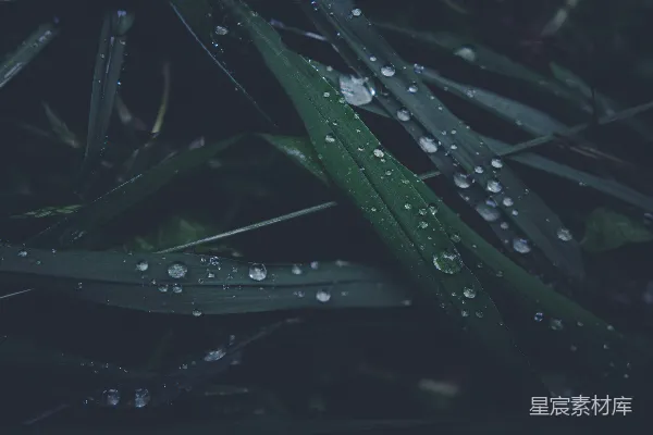高清摄影 叶上的水珠