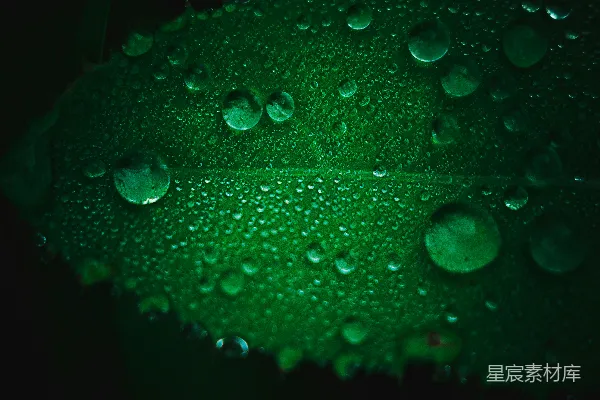 高清摄影 一片带着水珠的绿叶
