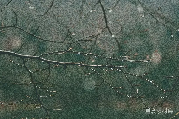高清摄影 棕色树枝上的水珠