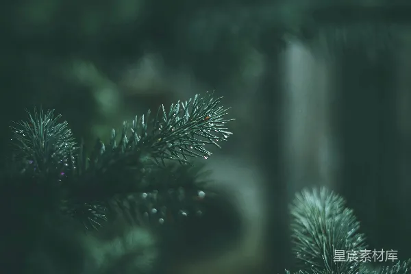 高清摄影 近景拍摄的绿松树