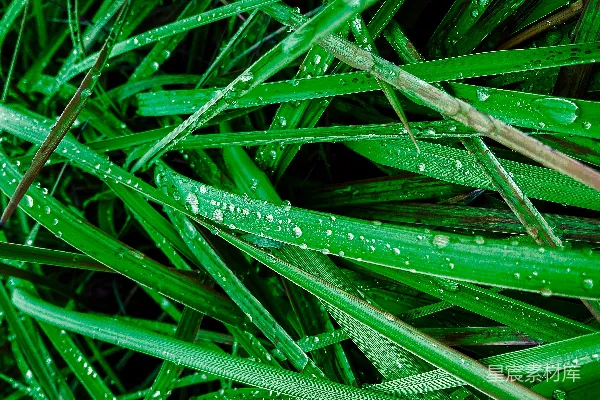 高清摄影 雨后绿草上的近景