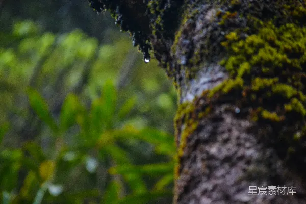 高清摄影 一棵树的特写镜头，上面长满了苔藓。