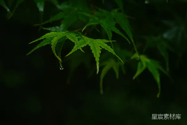 高清摄影 一片叶上挂着几滴水珠