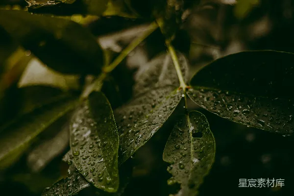 高清摄影 绿叶上缀满水珠