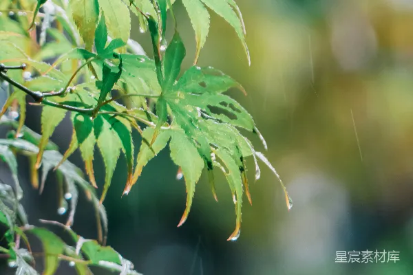 高清摄影 雨中绿叶上的水珠。