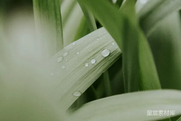 高清摄影 绿叶上的水滴