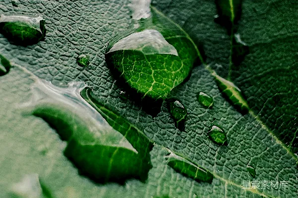 高清摄影 绿叶上水滴的特写镜头