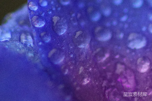 高清摄影 绿叶上的水珠