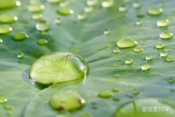 高清摄影 叶尖上挂着水珠的绿叶