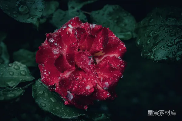 高清摄影 一朵花瓣上挂着水珠的红花